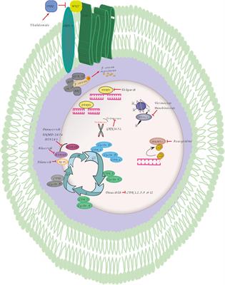 Drug Targeting of Genomic Instability in Multiple Myeloma